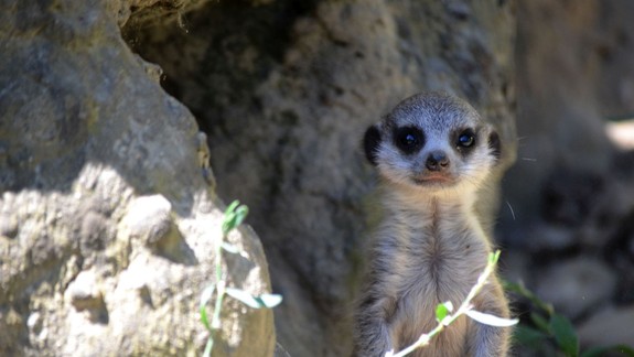 Vedeli ste, že surikaty patria medzi šelmy? V bratislavskej ZOO sa narodili dlho očakávané prírastky ich mláďať