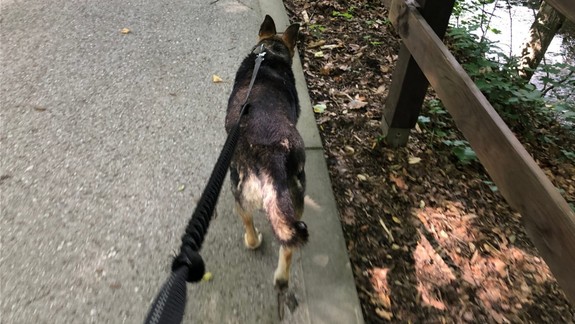 Chodíte venčiť? Posledný deň v roku končí útulok s prechádzkami psov skôr