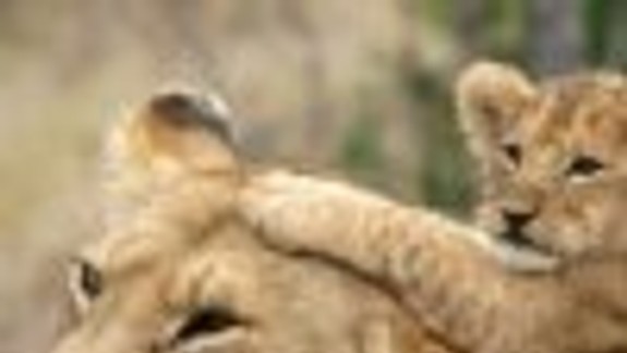 Zamilované zvieratá - film pre ľudí