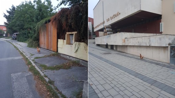 FOTO: Po uliciach Rače behali sliepky - kedysi bežná vec, dnes skôr rarita