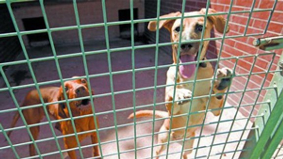 Petržalka chce vedieť, kam idú peniaze pre Slobodu zvierat