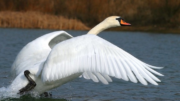 VIDEO: Nahnevaná žena na brehu jazera zaútočila svojou šľapkou na labuť...