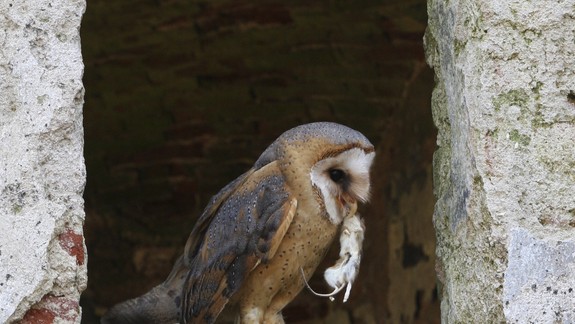 VIDEO: Pozrite sa na randenie plamienok driemavých - aj keď populácia tejto sovy na juhozápadnom Slovensku klesá...
