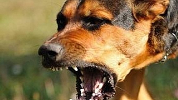 Nechutný incident v Rovinke:  Pes vbehol do dvora a roztrhal pred očami detí trojmesačné mačiatko!