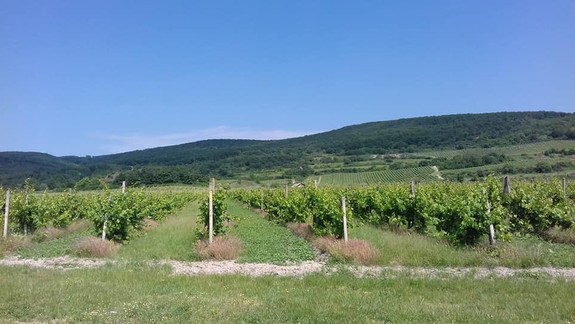 Len jeden strapec do ruky? Družstvo vo Vajnoroch takto prichádza až o tretinu úrody hrozna