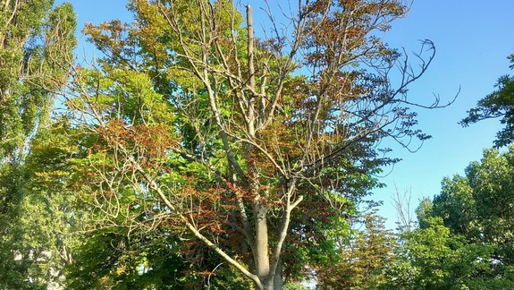 V Rači začali vysychať dlhoročné stromy, starosta hľadá príčinu