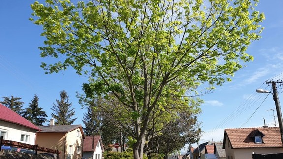 Dúbravčania budú svoje pamiatky spoznávať v rámci športovej aktivity