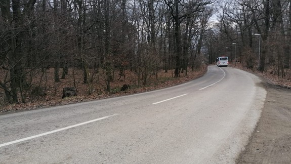 Obrovská tragédia: Na Ceste na Kamzík konár zasiahol dieťa, zraneniam podľahlo