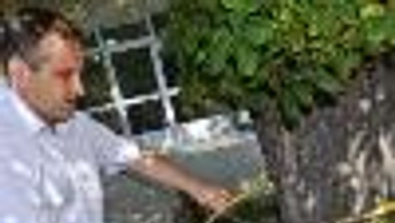 Nové Mesto chce vyšetriť vyše 100 stromov