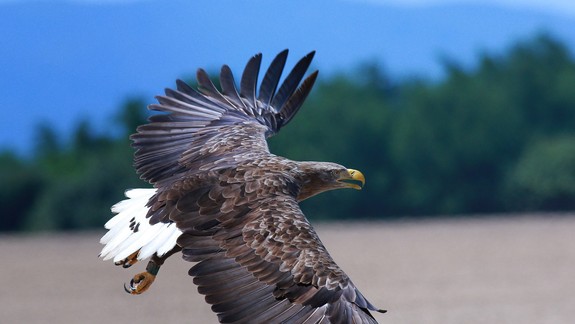 SIŽP obmedzila výrub stromov v Dunajských luhoch počas hniezdenia orliaka