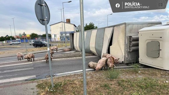 Na kruhovom objazde v Senci sa prevrátil kamión prevážajúci ošípané