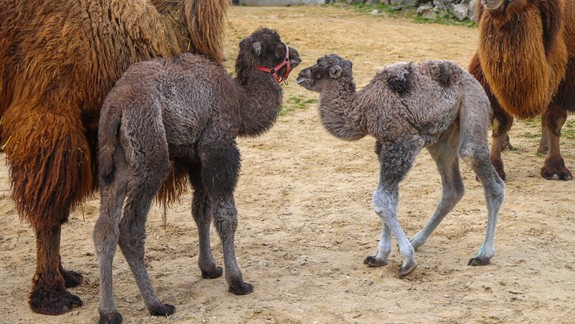 V bratislavskej zoo majú ťaví baby boom, narodili sa tu tri mláďatá ťavy dvojhrbej