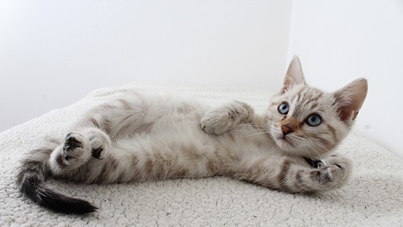 VIDEO: Muž prehodil mačiatka cez plot a odišiel. Poznáte ho?