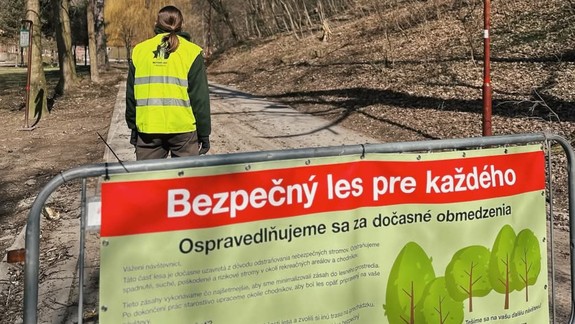 Mestské lesy odstraňujú nebezpečné stromy pri Partizánskej lúke
