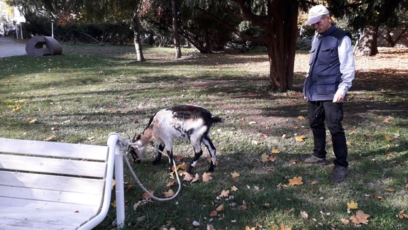 Koza v Medickej záhrade prekvapila Bratislavčanov: Môžete urobiť najmenej jednu dobrú vec