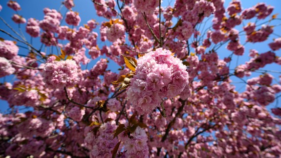 Príchod jari opäť oslávime aj Festivalom sakúr a umenia