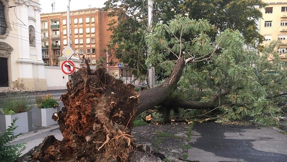 FOTO: Silný vietor počas nedeľnej búrky lámal stromy - na Špitálskej jeden z nich vyvrátil aj s koreňmi!