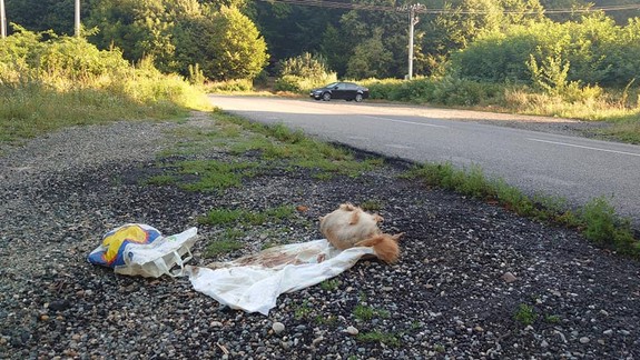 Otrasný nález na Kolibe: Kto mohol niečo takéto urobiť?