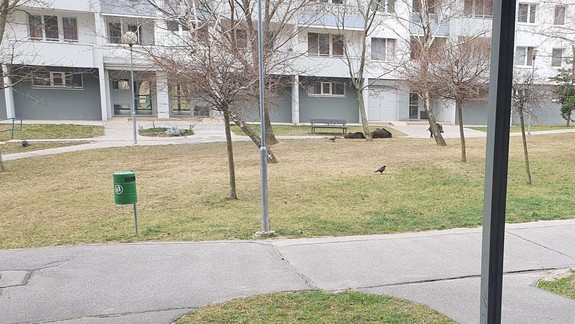 Medzi panelákmi pobehovali diviaky, ich zvýšený počet evidujú vo viacerých mestských častiach