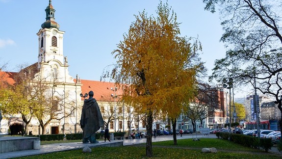 Mesto sa chystá vyrúbať choré stromy na Námestí SNP