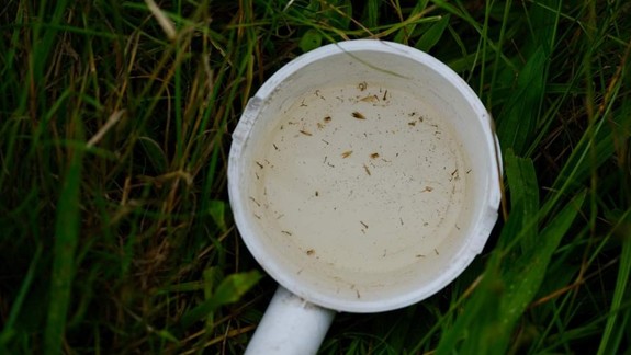 Dúbravčania môžu zasiahnuť proti liahnutiu komárov: Mestská časť začne s distribúciou tabliet BTI