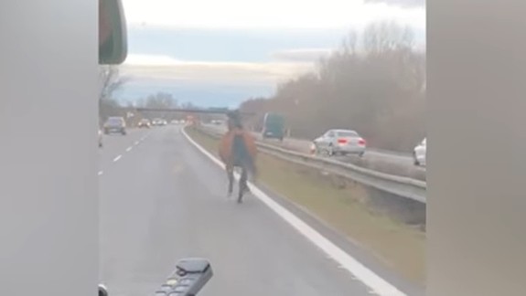VIDEO: Na diaľnicu D2 vbehol vystresovaný kôň