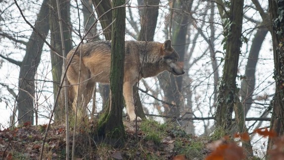 Štedrý deň je v zoologickej záhrade pre návštevníkov špeciálny
