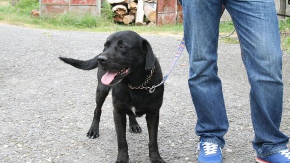 Pes bez majiteľa nastúpil do električky a odviezol sa ňou z Petržalky do centra