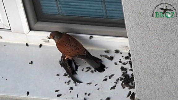 VIDEO: Džungľa v Petržalke. Sokol medzi panelákmi ulovil dážďovníka