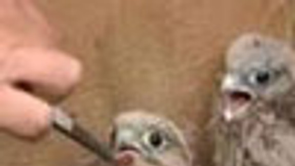 Aj Bratislava má rehabilitačnú stanicu zvierat