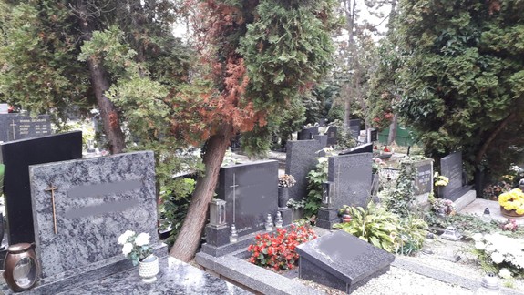 ZISŤOVALI SME - Strom padá na pomník: Koho žiadať o výrub a kto zaplatí škodu?