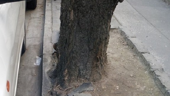 Palackého ulicu uzavrú, plánujú výrub stromov