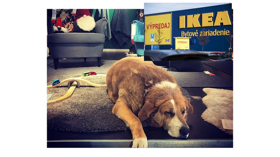 VIDEO a ANKETA: Patrí pes do obchodu? Bratislavského rapera vyviedli z predajne s nábytkom. Aký je váš názor?