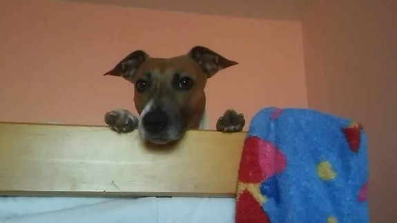 Zvieratko ako vianočný darček? Áno či nie?