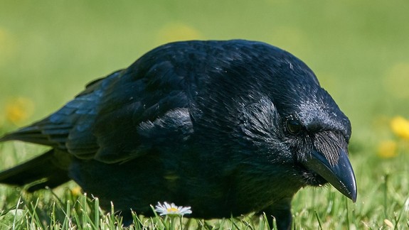 Agresívne vrany nalietavajú na ľudí aj psíkov: Odborníčka vysvetlila tento stav a poradila, čo robiť