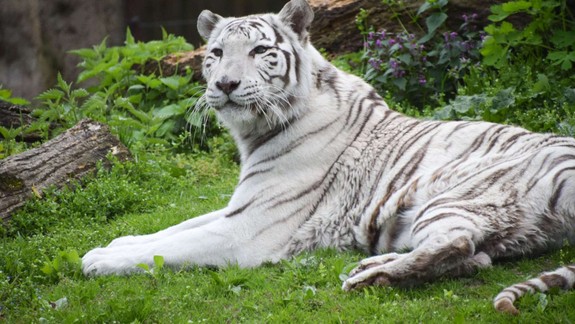 Zoologická záhrada sa rozlúčila s bielou tigricou, Shilang podstúpila eutanáziu