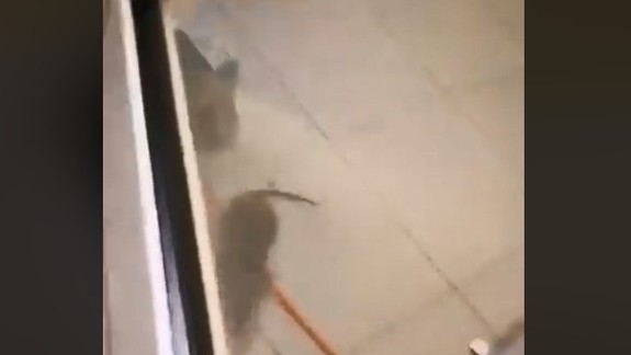 VIDEO Pobehujúce potkany na pohotovosti: Takto situáciu vysvetľuje ružinovská nemocnica