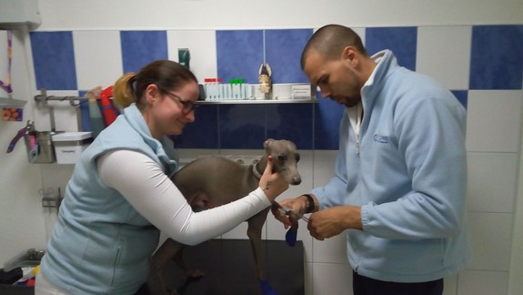 Bola záchrana zatúlaného psíka Davidka zázrakom? K prípadu sa vyjadril skúsený veterinár...