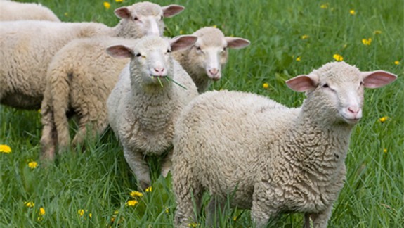 Mesto bude mať vlastné stádo oviec - využije ich ako prírodné kosačky