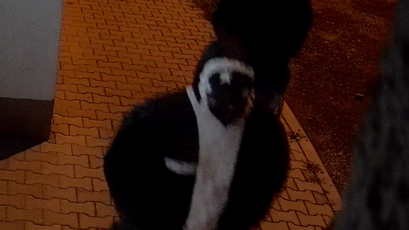 Neznámi páchatelia prepadli v dome 89-ročnú starenku a olúpili ju, polícia po nich pátra