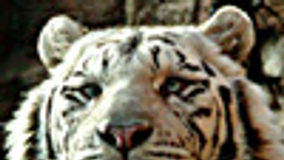 V bratislavskej ZOO je 50 zvierat sponzorovaných