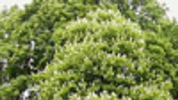 V Starom Meste ošetria pagaštany konské