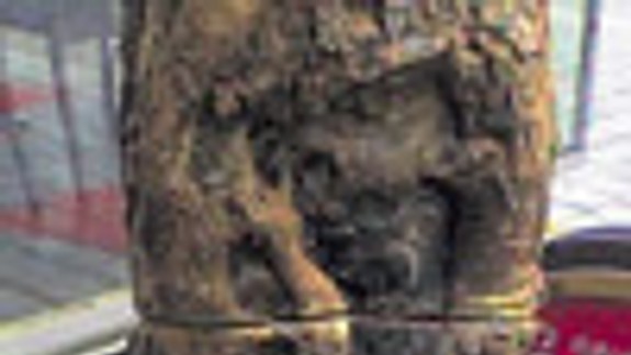 Po páchateľovi, ktorý zničil strom, pátrajú