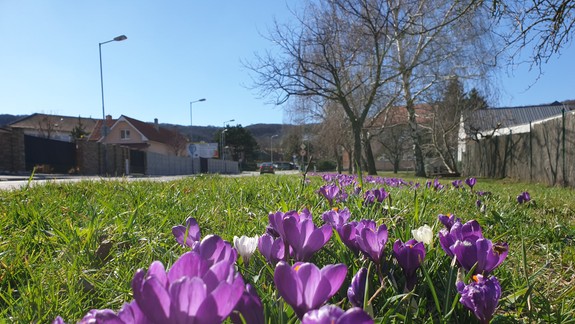 FOTO: Dúbravku už opäť skrášľujú záhony kvetov
