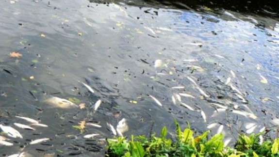 Štátna inšpekcia potvrdila, že ryby v Malom Dunaji uhynuli pre nedostatok kyslíka