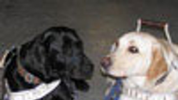 Bratislavčania si môžu adoptovať vodiacich psov