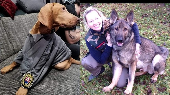 V službách ZVJS je aktuálne 146 psov - najčastejším plemenom je nemecký ovčiak