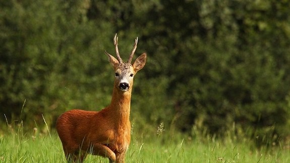 Najhodnotnejšie zviera sezóny – srnca zastrelil poľovník z Čunova a získal ocenenie  