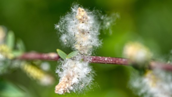 Alergikom začali ťažké časy, hygienici vysvetlili prečo