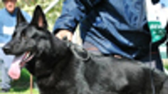 Štefan Pongrácz je najlepším psovodom polície